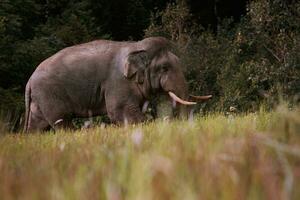 mooi van mannetje olifant met ivoor in khaoyai nationaal park , khao yai is een van meest belangrijk dieren in het wild leefgebied in zuiden oosten- Azië foto