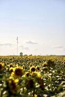 een veld met zonnebloemen foto