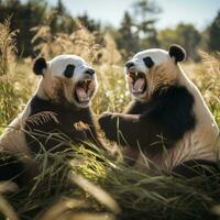 twee panda's speels het worstelen in een met gras begroeid veld- foto