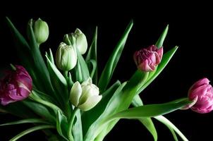 close-up mooie roze en witte tulp bloemen donkere achtergrond foto