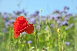 papaver bloem in korenveld. rood bloemblaadjes in groen veld. landbouw Aan de langs de weg foto