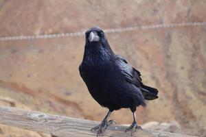 raaf of kraai op fuerteventura - corvus corax foto