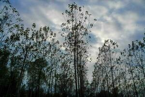 bomen in het bos foto