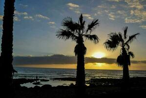 palm bomen zijn aftekenen tegen de zon instelling over- de oceaan foto