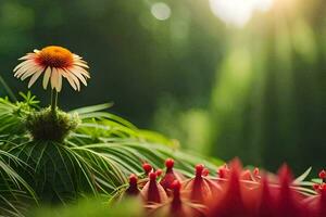 foto behang de zon, bloem, groente, natuur, de tuin, de tuin behang. ai-gegenereerd