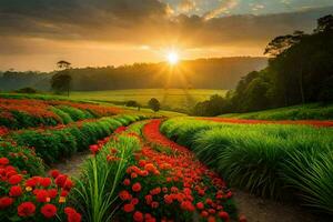 de zon stijgt over- een veld- van rood bloemen. ai-gegenereerd foto