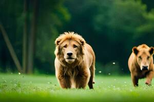 twee leeuwen wandelen in de gras. ai-gegenereerd foto