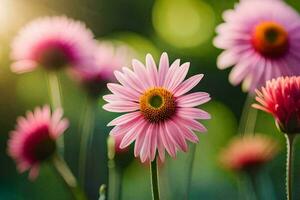 roze madeliefjes zijn bloeiend in de zonlicht. ai-gegenereerd foto