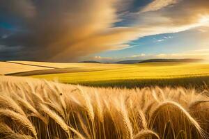 een veld- van tarwe is getoond in de zonsondergang. ai-gegenereerd foto