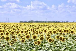 veld met zonnebloemen onder de blauwe lucht