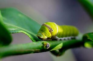 dichtbij omhoog groen rups- vlinder met Aan vervagen achtergrond . foto