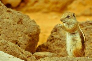 een eekhoorn staand Aan een rots met haar poten omhoog foto