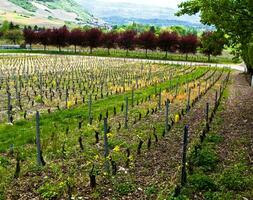 groen wijngaarden van chignine, savoie, Frankrijk foto