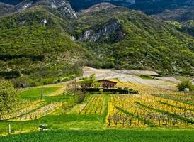 groen wijngaarden van chignine, savoie, Frankrijk foto