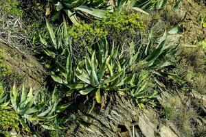 agave planten groeit Aan de kant van een klif foto