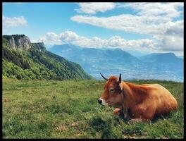 roodbruin koe begrazing in savoie bergen, Frankrijk foto