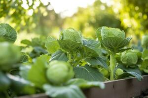 vers biologisch Brussel spruiten groeit in de tuin. groeit eigen fruit, groenten. ai gegenereerd foto