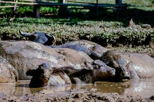 een groep van water buffel zijn in de modder foto