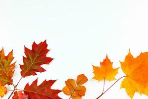 geel en rood herfst bladeren Aan wit achtergrond foto