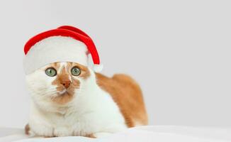 kat in de kerstman claus hoed foto