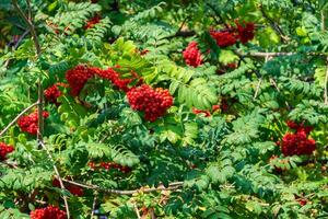 een veel van takken van rijp rood lijsterbessen in de zonnestraal in herfst. trossen van vers bessen foto