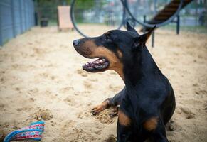 portret van een doberman. foto