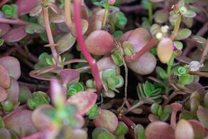 vetplanten op vetplanten foto