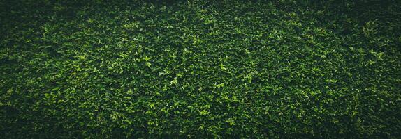 groen gras textuur, groen gras naadloos textuur, panoramisch banier achtergrond, groen bladeren achtergrond foto
