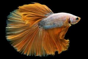 de glinsterende oranje tint van de betta's staart voegt toe een element van uitbundigheid en zelf zekerheid naar haar bevallig zwemmen beweging. foto