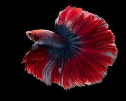 dichtbij omhoog van rood blauw betta vis. mooi beweging van Siamees vechten vis, betta splendens geïsoleerd Aan zwart achtergrond, studio schot. foto