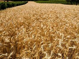 gouden tarwe veld- in savoie foto