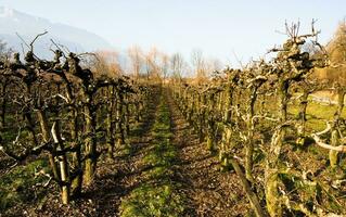 zonovergoten wijngaarden in savoie foto