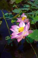 detailopname mooi Indisch lotus bloem in vijver.roze groot lotus bloem achtergrond lelie drijvend Aan de water. foto