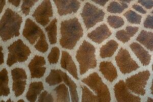 mooi patroon van giraffe huid voor achtergrond. foto