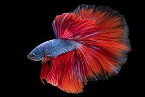 mooi beweging van blauw rood betta vis, Siamees vechten vis, betta splendens geïsoleerd Aan zwart achtergrond. studio schot. foto