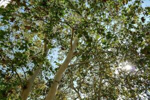 toneel- Woud landschap foto