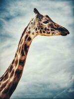 bevallig giraffe portret foto