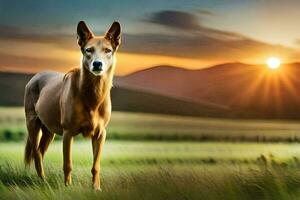 een hond is staand in een veld- Bij zonsondergang. ai-gegenereerd foto