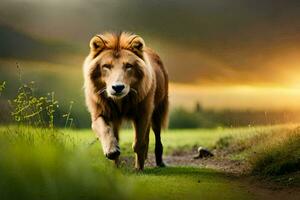 een leeuw wandelen aan de overkant een veld- Bij zonsondergang. ai-gegenereerd foto