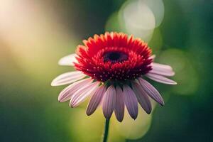 een single rood bloem is in de zon. ai-gegenereerd foto