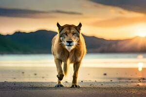 een wolf wandelen Aan de strand Bij zonsondergang. ai-gegenereerd foto