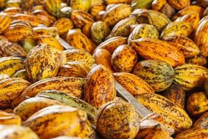 cacao pods cacao pods biologische chocolade boerderij in de fabriek foto