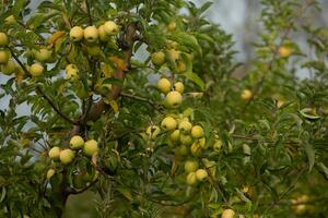 rood appels Aan appel boom in boomgaard. rijp appels klaar naar oogst. foto