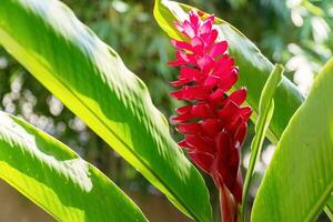 mooi bloesem rood gember bloem met bladeren Aan natuur achtergrond. alpinia purpurata schum Aan boom. foto