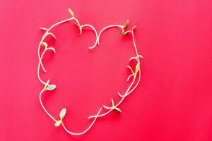 hart symbool met een zonnebloem zaailing is een Valentijnsdag dag concept. en gezond voedsel. detailopname en rood achtergrond. foto