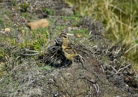 schattig rood getroefd korhoenders kuiken staand Aan de aanmeert foto