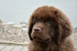 heel zoet uitdrukking Aan een jong bruin Newfoundland pup foto