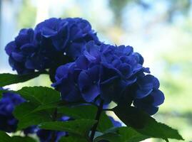 adembenemend TROS van blauw hortensia's bloeiend en bloeiend foto