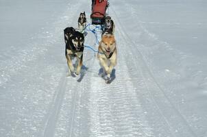 slee hond team in actie in de winter tijd foto