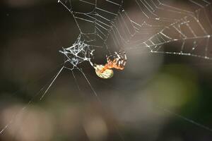 geel en zwart buik Aan een orbweaver spin foto